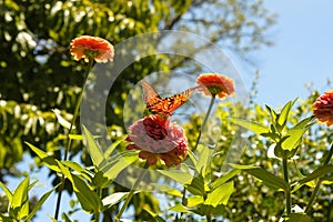 Orange butterfly with sun shinning through its wings on pink zinnia flower in flower garden - blurred background - shallow focu