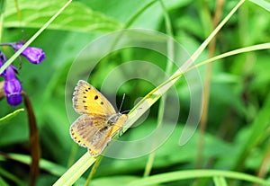 Orange butterfly on a thin leaf of grass