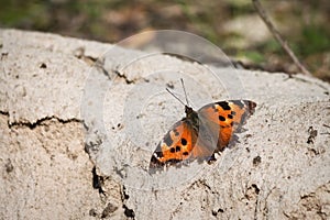 Orange butterfly urticaria