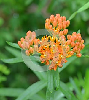 Orange Butterfly Weed