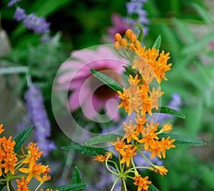 Orange Butterfly Weed or Butterfly Milkweed