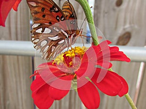 Orange Butterfly1