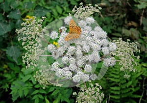 orange butterfly on white flower with green plants