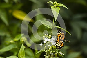 An orange butterfly and white flowers