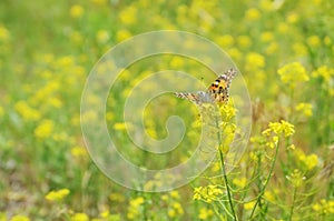 Orange butterfly on a yellow flower against meadow .