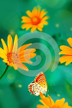 Orange butterfly on yellow flowers in a garden. Summer wonderland.