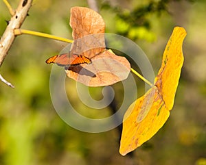 Orange Butterfly on yellow leaf