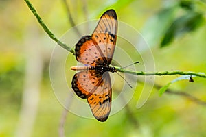 Orange butterfly. Zanzibar. Tanzania