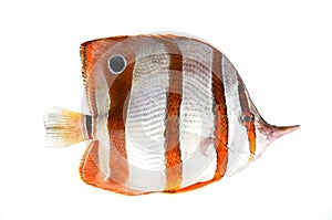 Orange Butterflyfish