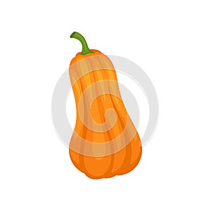Orange butternut squash vector Illustration on a white background