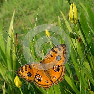 Orange Buttterfly Close Up photo