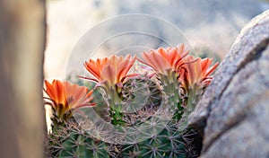 Orange cacti flowers blooming in spring sunshine in AZ desert.