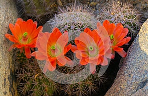 Orange cacti flowers blooming in spring sunshine in AZ desert.
