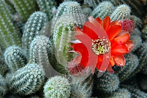 Orange cactus flower.