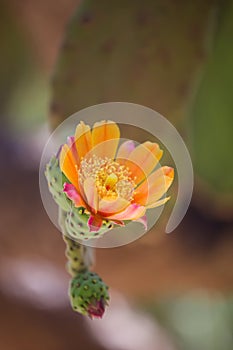 Orange cactus flower