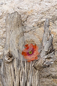 Orange cactus flower on dead trunk of saguaro