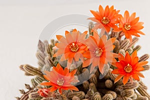 Orange cactus flower on a white background