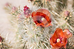 Orange cactus flowers.