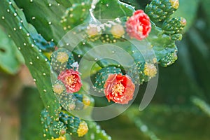 orange cactus flowers.