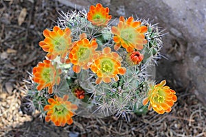 Orange Cactus Flowers in Bloom
