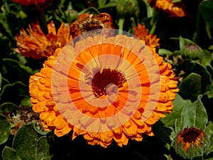 Orange Calendula