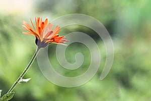 Orange calendula flower on a green blurry background.