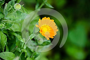 Orange calendula flower, green bokeh background