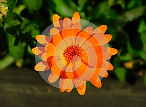 orange calendula flower on macro photo