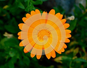 orange calendula flower on macro photo