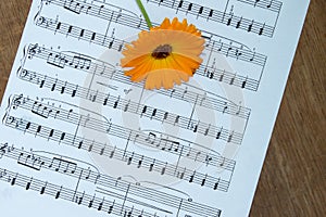 Orange calendula flower on music notes sheet. Wood table. Top vi