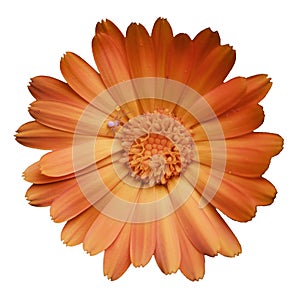 Orange calendula flower, top view. A little spider on a flower. Isolated on a white background