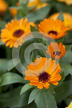 Orange calendula officinalis