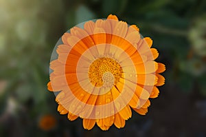 Orange Calendula Officinalis Flower