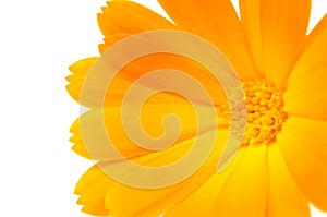 Orange Calendula (Pot Marigold) Flower on White Ba