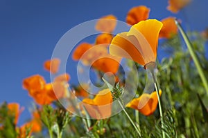 Orange California poppies photo