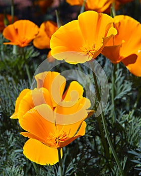 Orange California Poppies photo