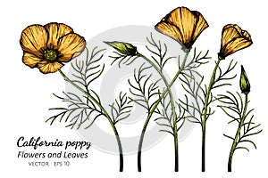 Orange California Poppy flower and leaf drawing illustration with line art on white backgrounds photo