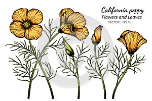 Orange California Poppy flower and leaf drawing illustration with line art on white backgrounds photo
