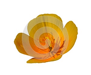 Orange California poppy, golden poppy, California sunlight, cup of gold eschscholzia flower isolated