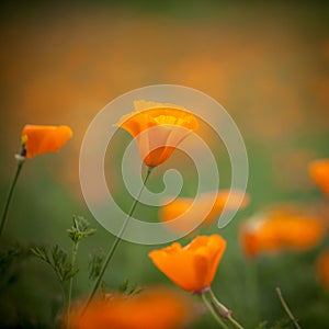 Orange california poppy in the sun