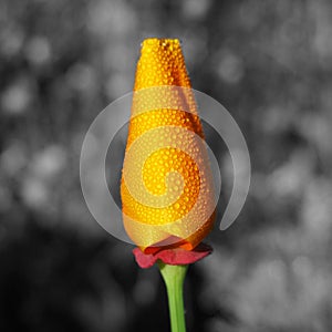 Orange Californian poppy