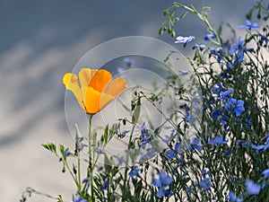 Orange Californian Poppy Flower, Eschscholzia Californica Plant