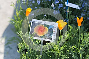 Orange Californian Poppy Flower, Eschscholzia Californica Plant