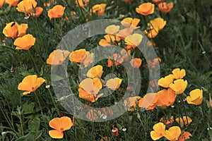 Orange californian poppy flower or golden poppy California