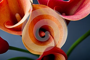 Orange Calla lilies(Zantedeschia) over black