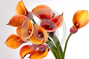Bouquet of orange Calla lilies photo