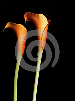 Orange Calla Lillies