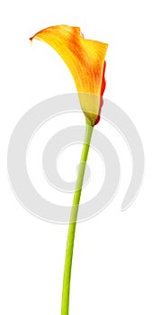 Orange Calla Lily Flower