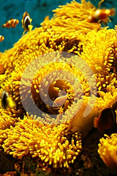 Orange in Camouflage