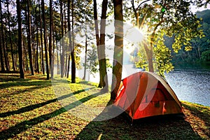 Orange camping tents in pine tree forest by the lake